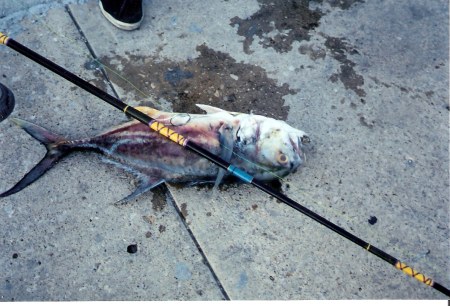 Havana-fish-on-the-Malecon 