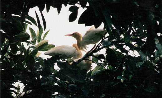 Heron spirits of Petulu Bali