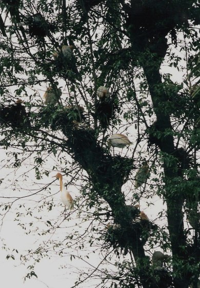 Herons in Petulu Bali