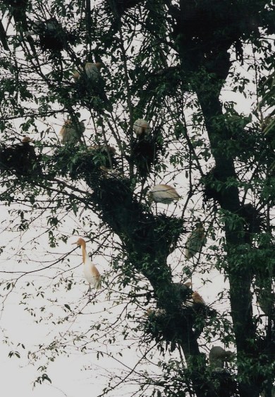 Herons in Petulu Bali