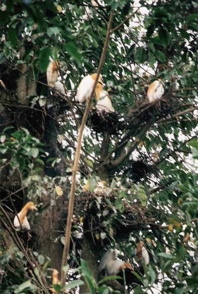 Herons in Petulu near Ubud Bali