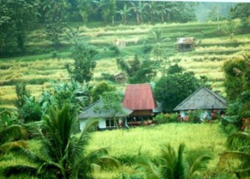 Houses amidst the rice fields in Bali