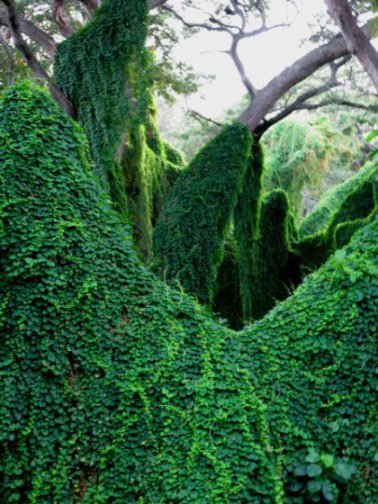 Ivy curtains Almendares Park Cuba