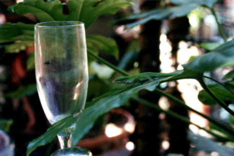 Lizard chasing fly in glass in the French Quarter New Orleans