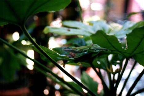 Lizard poised on leaf in the French Quarter New Orleans