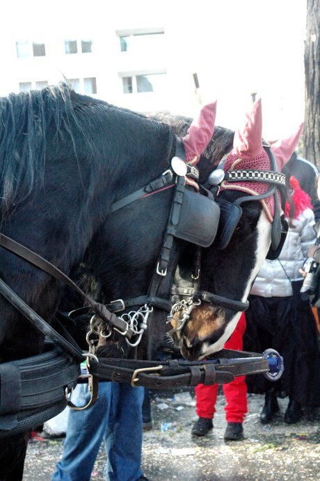 Mainz Fastnacht horses with pink earpieces