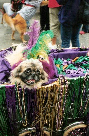 Mardi Gras bead hound at Krewe of Barkus Parade New Orleans