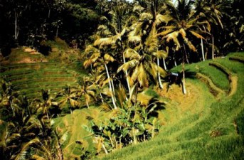 Mountain rice terraces and bananas in Bali