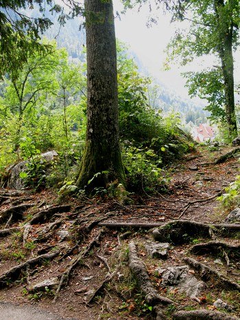 Mountainside tree roots Mountainside tree roots