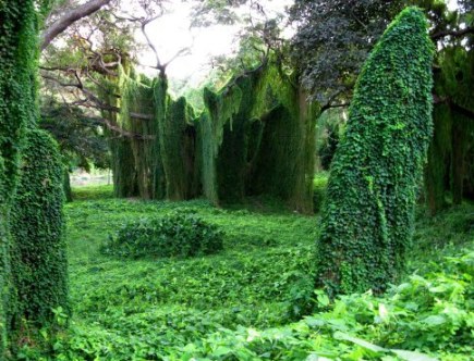 Mystical landscape of Almendares Park Cuba