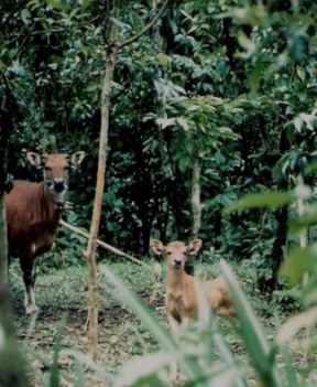 Native Bali cattle