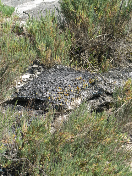 Île d’Oléron fines in the claires