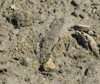 Île d’Oléron mud crab