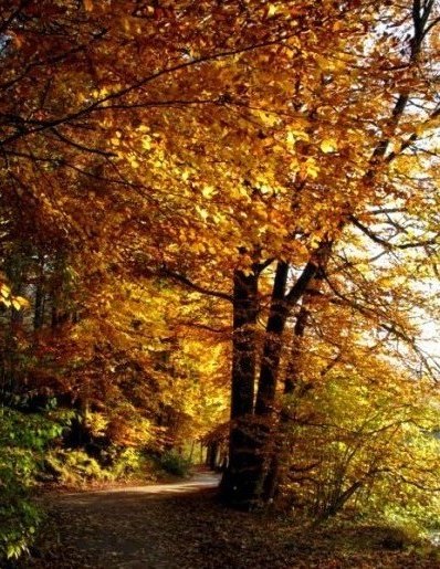 Pathways beside the Alpsee Bavaria