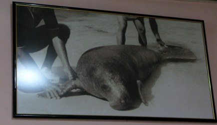 Playa Largo Resort manatee photo Bay of Pigs Cuba