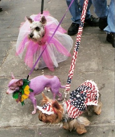 Purple dog at Krewe of Barkus Parade New Orleans