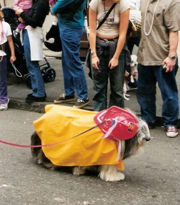 Purposeful firefighter at Krewe of Barkus Parade New Orleans