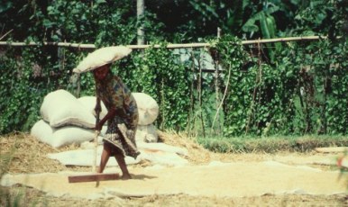 Raking grain to dry in Bali