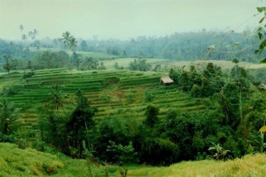 Rice terraces in Bali