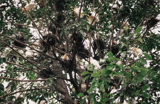 Roosting herons in Petulu Bali