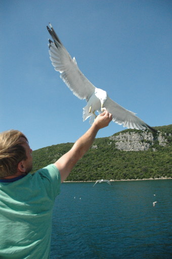 Seagull eating from hand on the fly