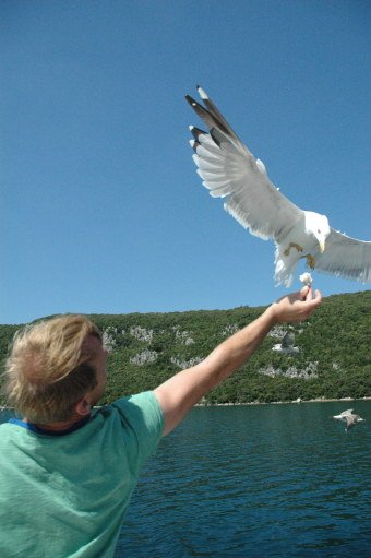 Seagull flying in at sea to eat from hand