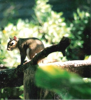 Squirrel at the Audubon Zoo New Orleans