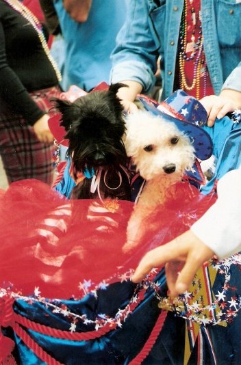 Stars and stripes at Krewe of Barkus Parade New Orleans