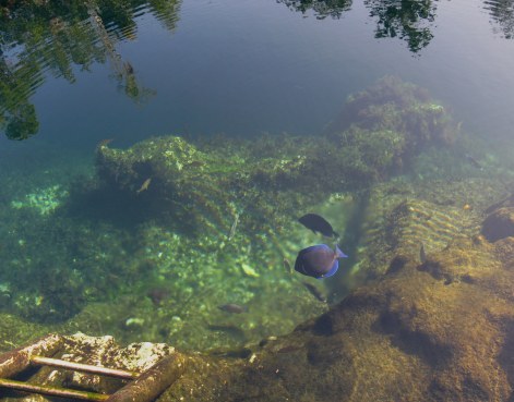 Steps into water of Cueva de los Peces Bay of Pigs Cuba