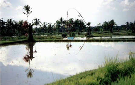 Symmetrical reflections in Bali rice paddy