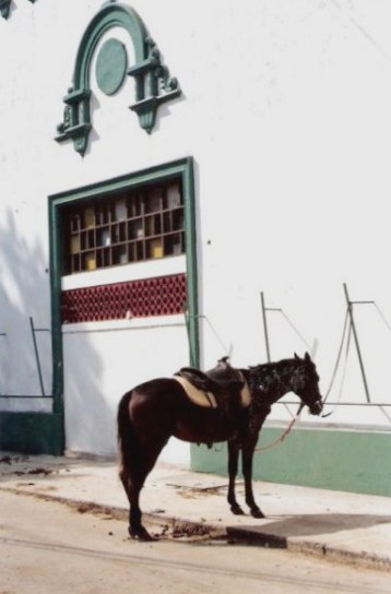 Tethered stock horse at Agricultural Fair - Havana