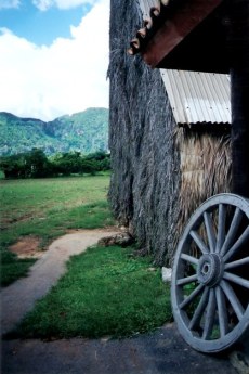 Thatched tobacco drying house - Viñales valley – Cuba