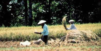 Threshing grain in Bali