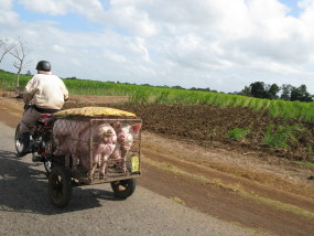 Thumbnail: piggy carrier Cuba