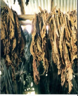 Tobacco drying - Viñales valley – Cuba