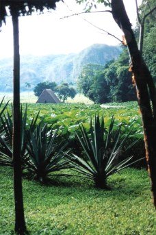 Tobacco field - Viñales valley - Cuba
