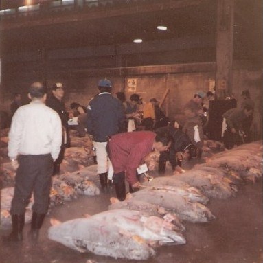 Tokyo Fish Market Tuna laid out for auction