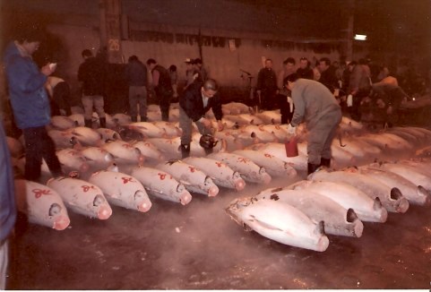 Tokyo Fish Market Tuna numbering the tuna