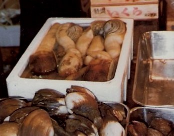 Tokyo Fish Market box of Geoduck Clams