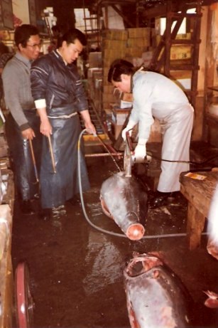 Tokyo Fish Market cutting tuna with electric saw