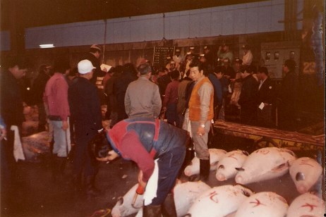 Tokyo Fish Market Tuna Auction testing the tuna