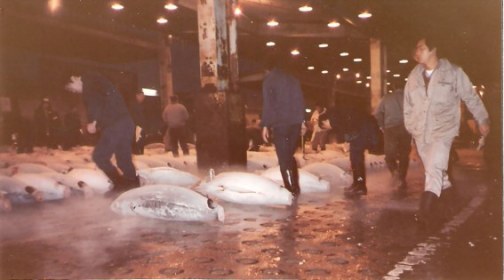 Tokyo Fish Market Tuna for Auction