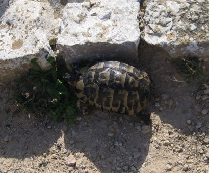 Tunisian tortoise against the ruins of Kerkouane