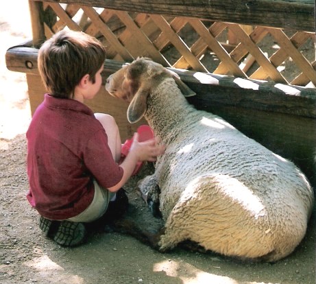 Young boy and sheep at the Audubon Zoo New Orleans